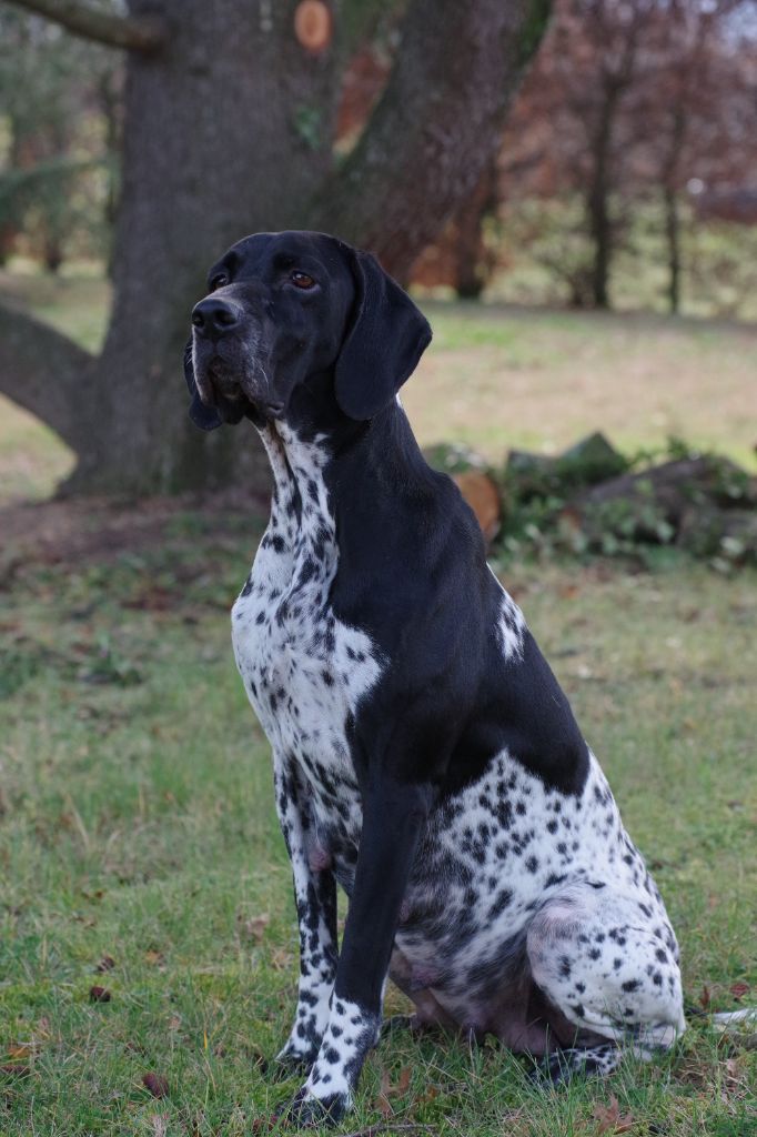 Pépite blue de la veyradeyre