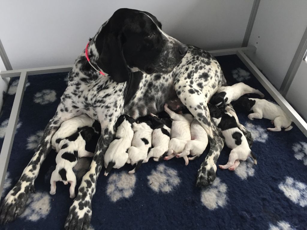 de la veyradeyre - Naissance des chiots de Jenny et Jazz