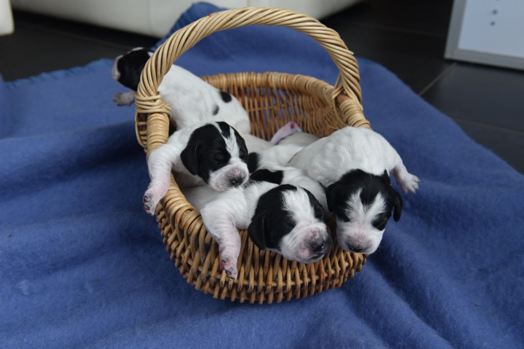 de la veyradeyre - Chiots de Jolie à 6 jours