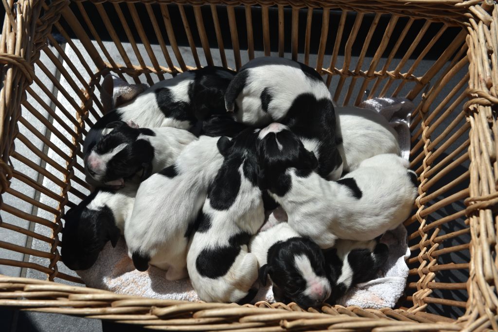 de la veyradeyre - Chiots de Jenny à 2 jours