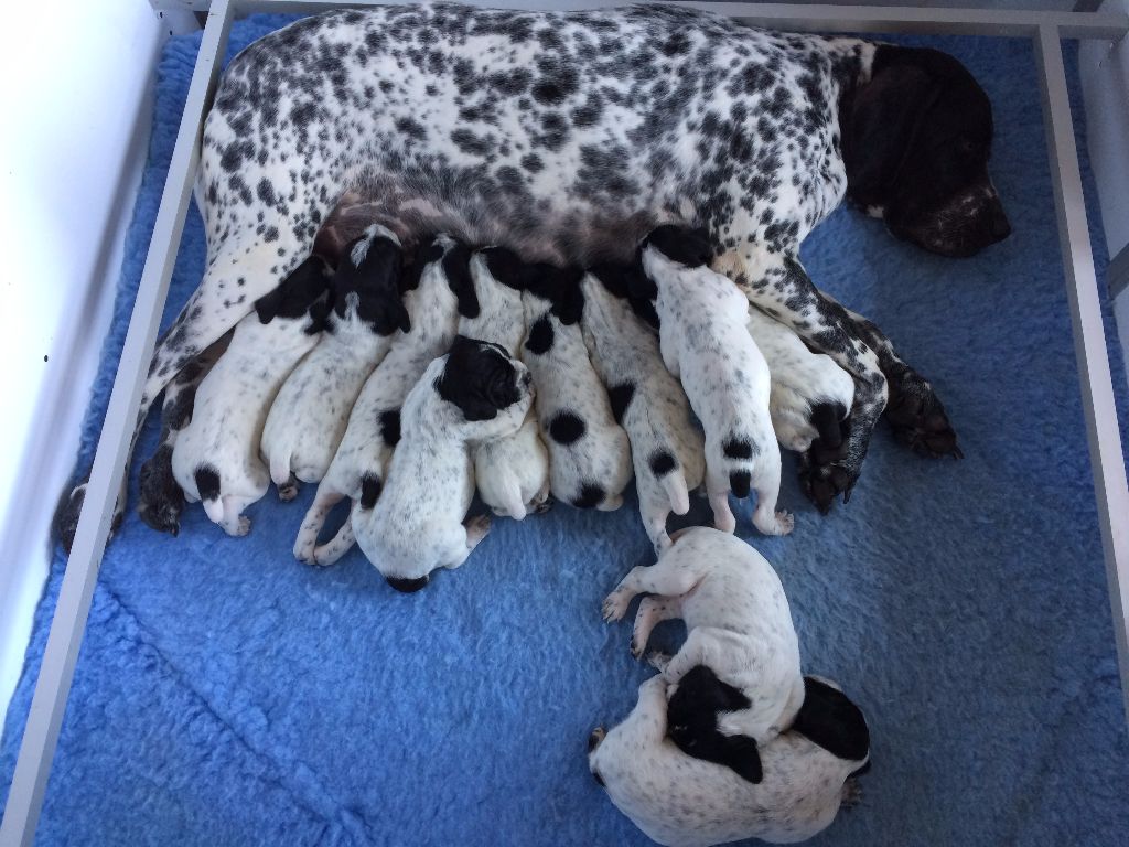 de la veyradeyre - Les chiots de Jenny et d'E'Jazz à 15 jours