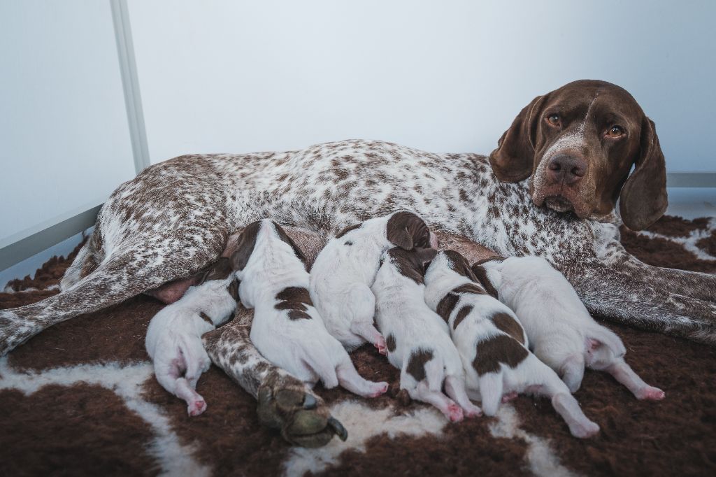 Naissance des chiots de Ouassou et Mistral