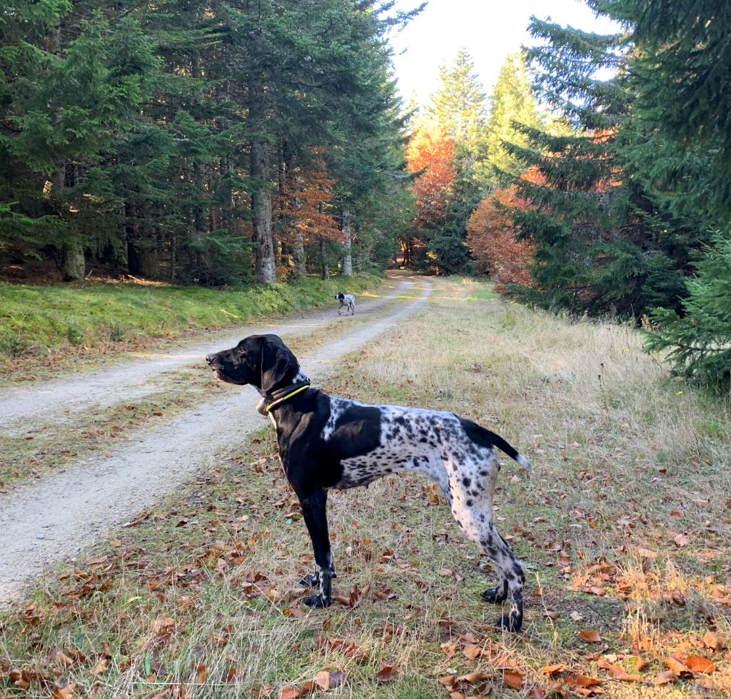 Pépite Blue de la Veyradeyre