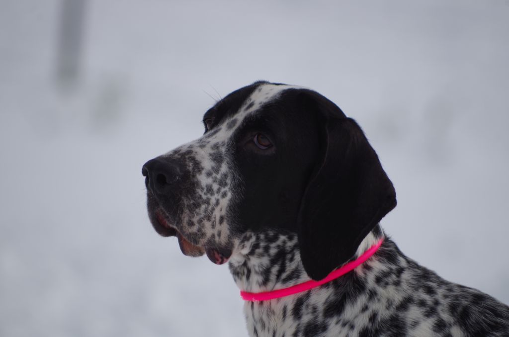 Jolie Blue de la Veyradeyre