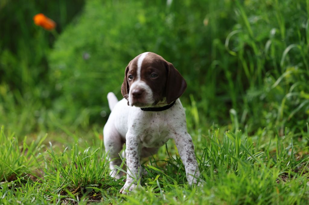 de la veyradeyre - Chiots disponibles - Braque français, type Pyrenees (petite taille)