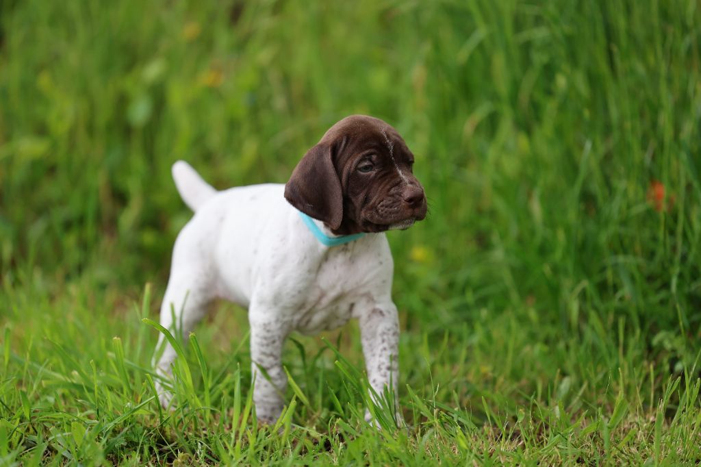 de la veyradeyre - Chiots disponibles - Braque français, type Pyrenees (petite taille)