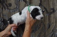 CHIOT 7