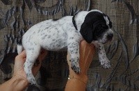 CHIOT 2