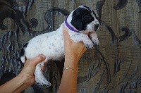 CHIOT 8