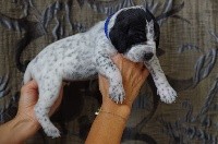 CHIOT 1