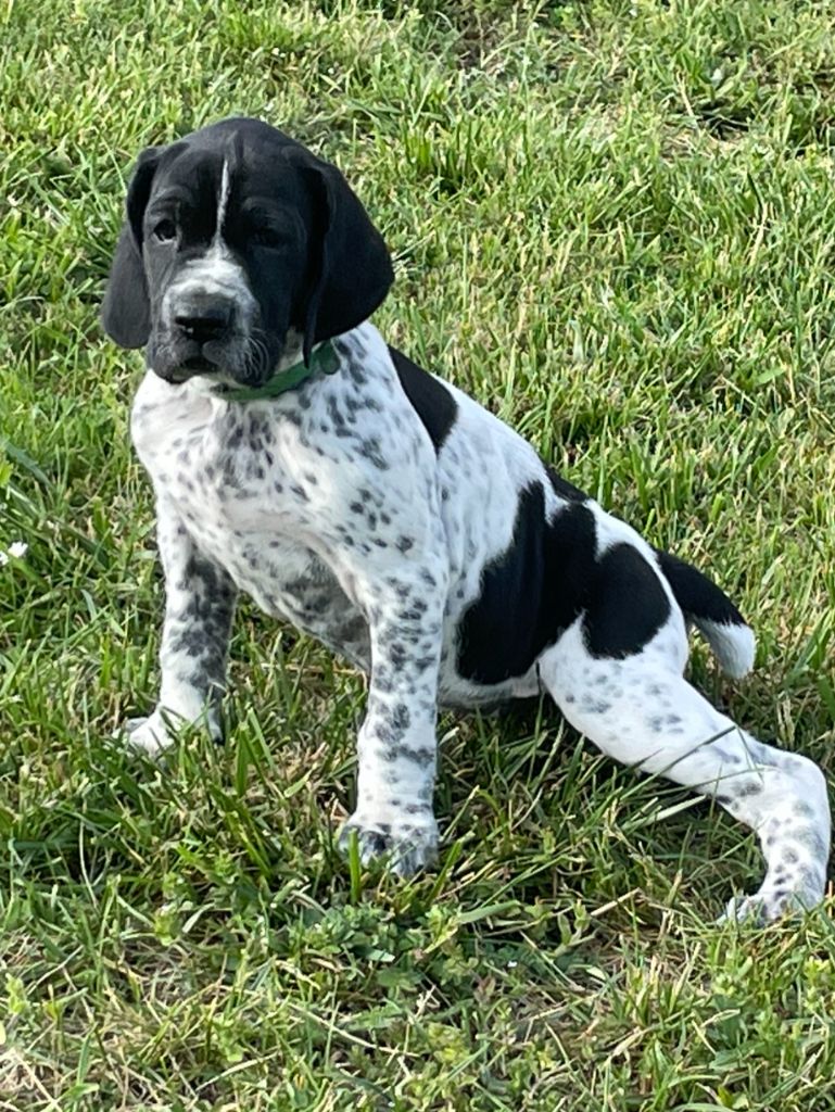 de la veyradeyre - Chiots disponibles - Braque d'Auvergne